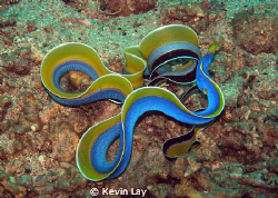 not many people get to see a blue ribbon swimming.
COOL by Kevin Lay 